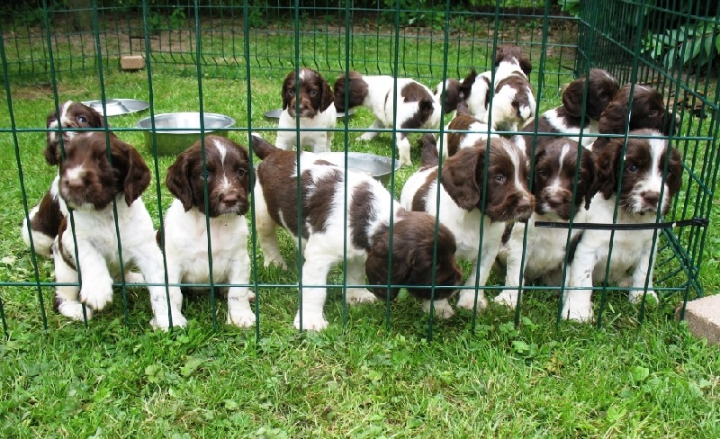 Amberwood - English Springer Spaniel - Portée née le 30/06/2013