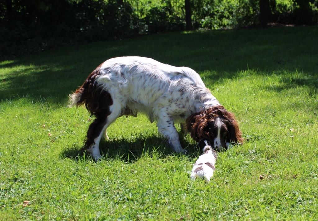 Amberwood - DGIN a eu ses chiots