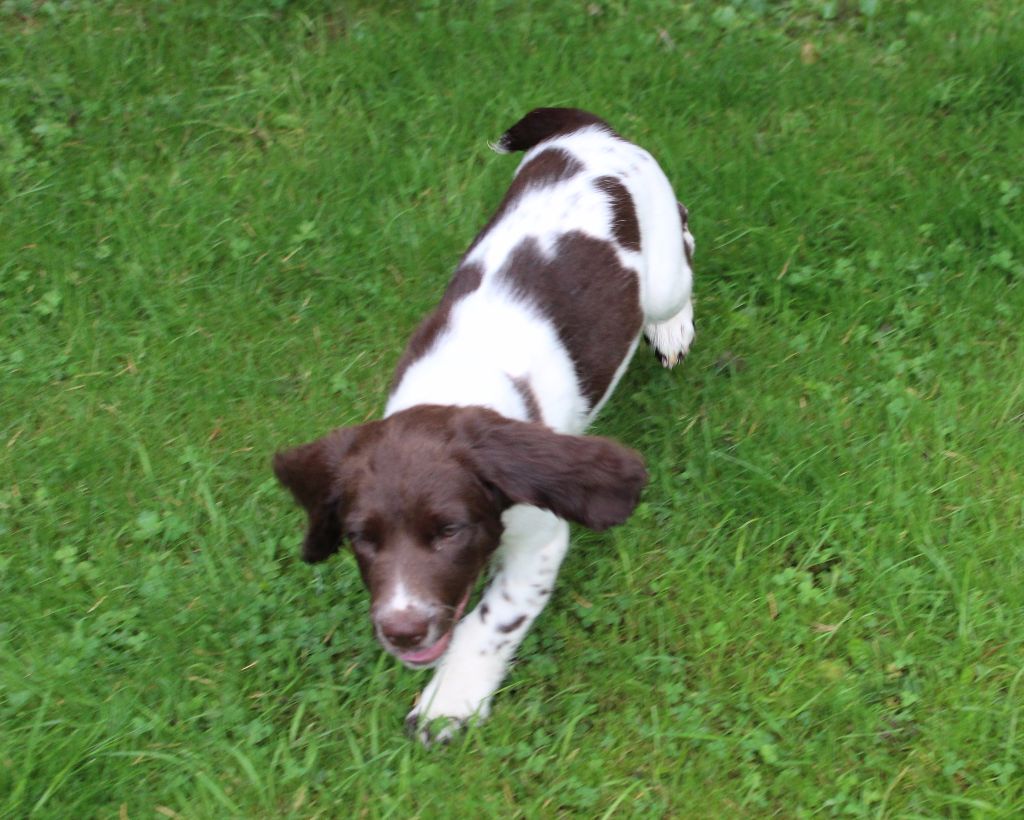 Amberwood - Chiots disponibles - English Springer Spaniel