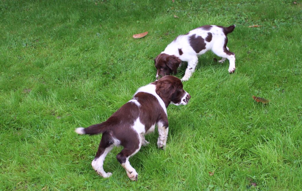 Amberwood - Chiots disponibles - English Springer Spaniel